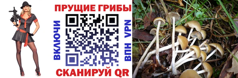 купить  сайты  Костерёво  MEGA ссылка  Псилоцибиновые грибы MAGIC MUSHROOMS 